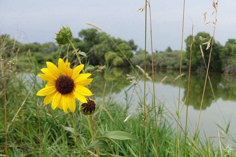 Wild sunflower at a pond in Colorado