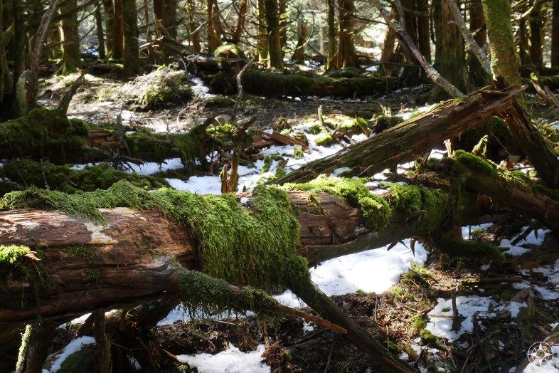 snow and moss covered fallen tree along Appalachian Trail Smoky Mountains