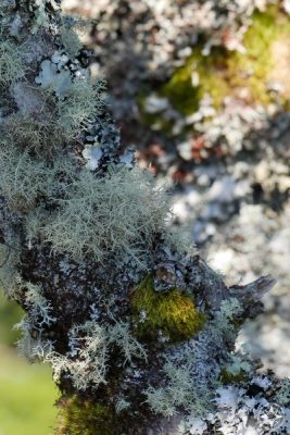 A variety of lichen and moss covering a tree in North Carolina smoky mountains