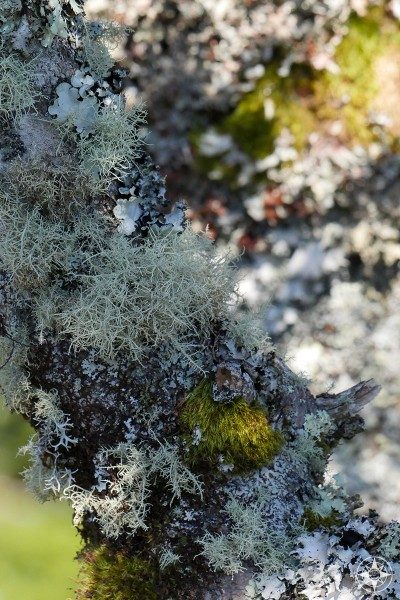 A variety of lichen and moss covering a tree in North Carolina smoky mountains