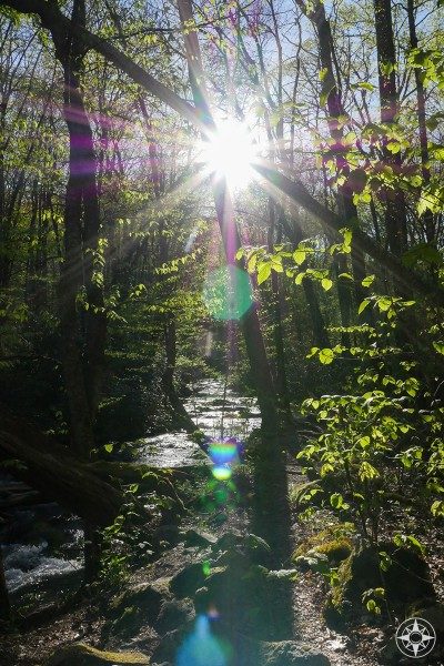 Sun flare through the forest and small creek glistening.