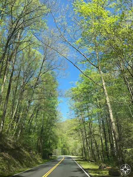 Scenic spring drive on Newfound Gap Road connecting Tennessee and North Carolina