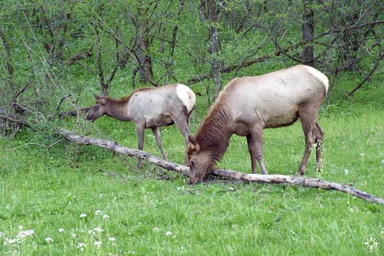 Elk (wapiti) mother and her young grazing in the National Park.