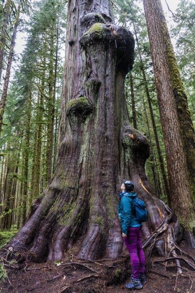 Big tree in Avatar Grove Vancouver Island