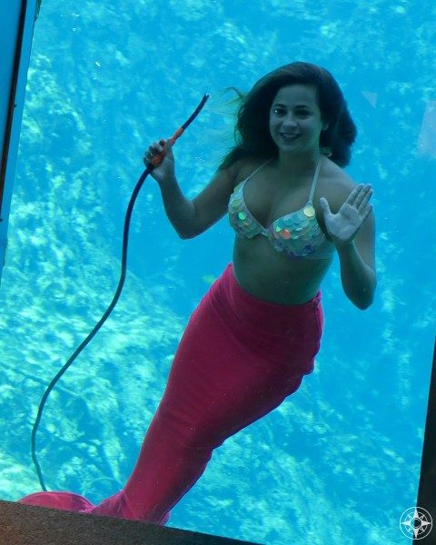 Mermaid at the glass in Weeki Wachee Springs