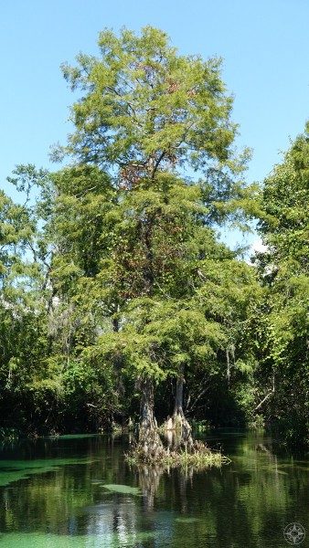 Cypress trees in the Florida river