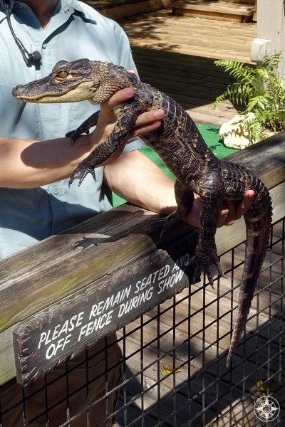 Baby alligator at Florida wildlife show