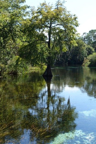 Cypress Tree in the Weeki Wachee River
