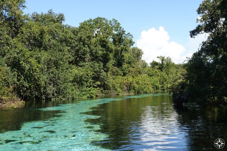 Discovering the "Real Florida" by paddling along the cool spring-fed Weeki Wachee River on crystal-clear water. 