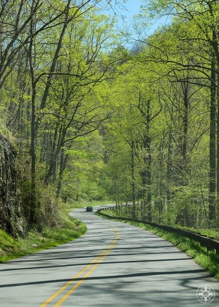 Blue Ridge Parkway winds through springtime forest