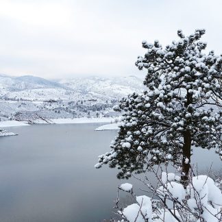 Snow-covered tree over snowy lake, Colorado, postcard