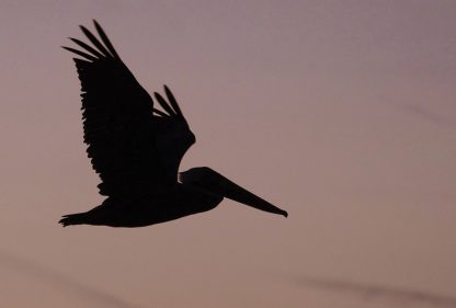 brown pelican in flight silhouette, sunset, dusk, postcard