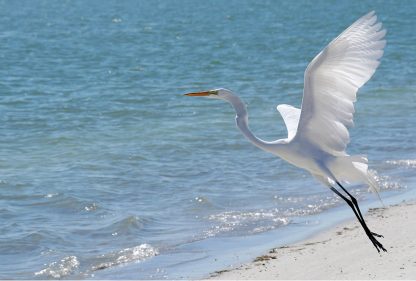Great White Egret takes off, flight, beach, Florida, postcard