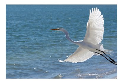 Great White Egret, wings spread wide, take off, postcard