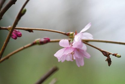 rose pink almond blossom and buds, Germany, pic103