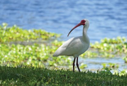 white ibis, lake, taylor park, florida
