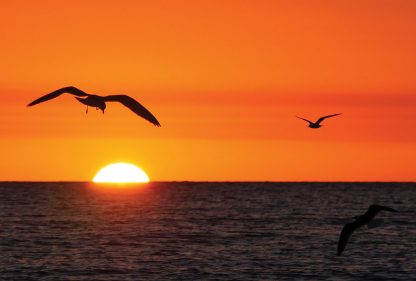 seagull sees sunset, Madeira Beach, Florida, sunset postcards