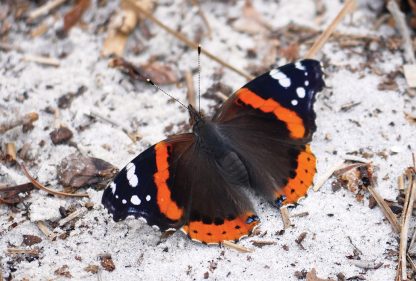 Red Admiral butterfly, sand, beach, Florida, postcard