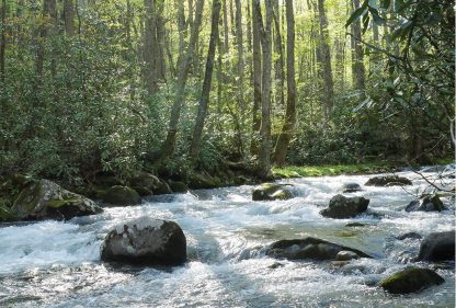 Forest Rocky River, Smoky Mountains National Park, North Carolina, postcard