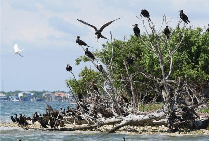 Frigate Birds, cormorants, heron, egret, island, st. joseph sound, clearwater, florida, postcard