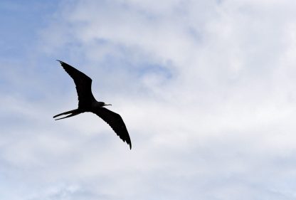 Look up! Magnificent Frigatebird flying overhead in Florida, St. Joseph Sound, postcard