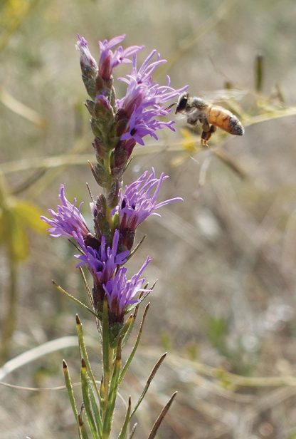 bee in flight, purple wildflower, Colorado, foothills, postcard, pic118, bee purple flower