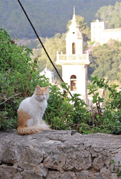 cat, Valldemossa, Mallorca, Spain, postcard