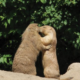 prairie dogs kissing, Berlin, Germany, postcard