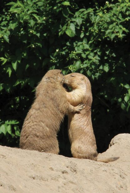 prairie dogs kissing, Berlin, Germany, postcard