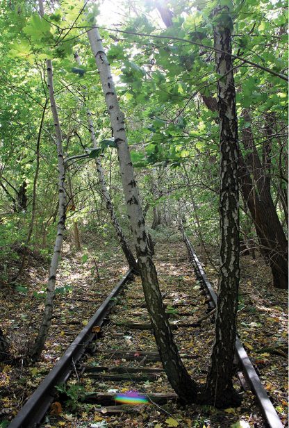 birch trees grow among train tracks, berlin, germany, postcard, suedgelaende