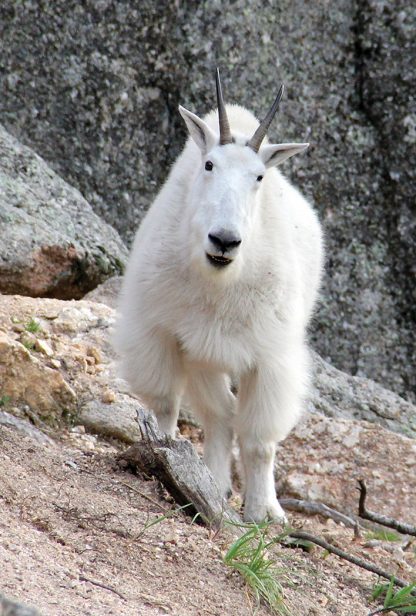 Mountain Goat, Custer State Park, South Dakota, postcard