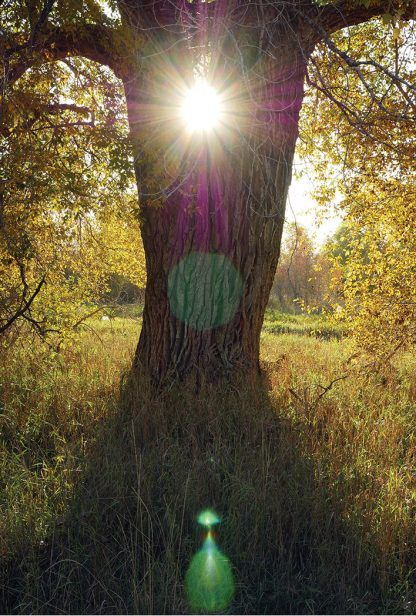 fall foliage sun tree, autumn lives, postcard