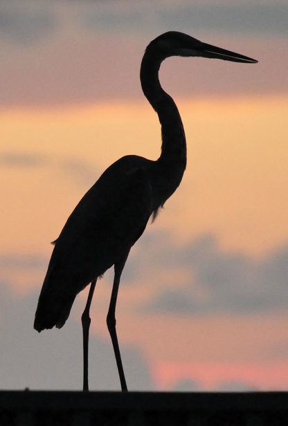 silhouette egret or heron, sunset, Florida, postcard