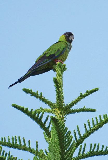 Nanday Parakeet, Black-Hooded Parakeet, Belleair, Florida, postcard