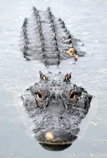 alligator looking at you, lake, Taylor Park, Largo, Florida, postcard
