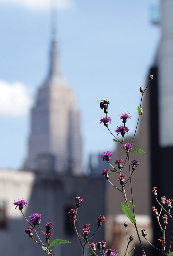 bee, purple flower, empire state building, high line, nyc, king kong, nature takes back, postcard