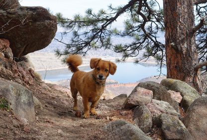 Whiskey dog on trail above lake, Colorado, postcard