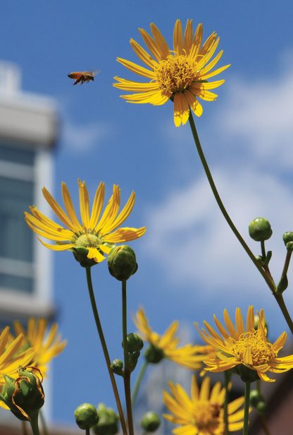 bee, yellow flower, high rise, manhattan, high line, NYC, postcard, save the bees