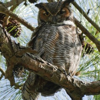 great horned owl, postcard, Honeymoon Island, Florida