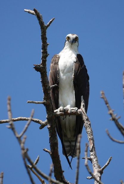 Osprey, Fischadler, postcard, Florida, Honeymoon Island