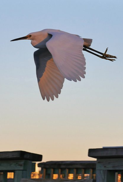 snowy egret, flying, sunset, fishing pier, postcard, sand key, Florida
