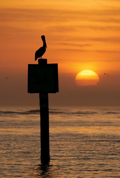 silhouette, pelican on channel marker sign at sunset, Honeymoon Island, Florida, postcard