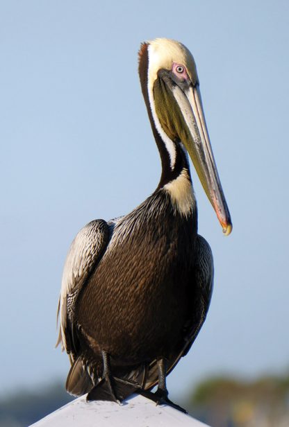 brown pelican, florida, gulf of mexico, belleair, postcard