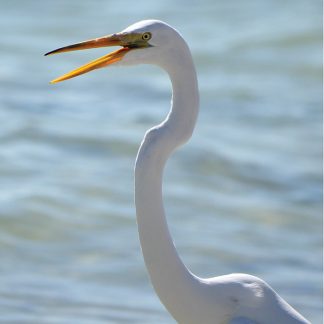 great white egret, talking, postcard