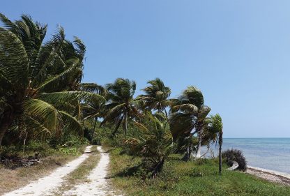 palm tree trail, beach road, wind-swept, Sian Kaan, Mexico, postcard, multiple choice