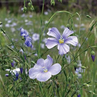 wild blue flax, blue purple wildflower, postcard