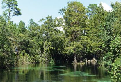 Weeki Wachee River in Florida