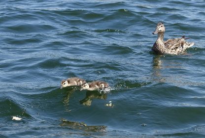ducks, chasing chicks, lake, Colorado, postcard