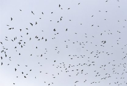 Murmuration birds starling sky flock, postcard