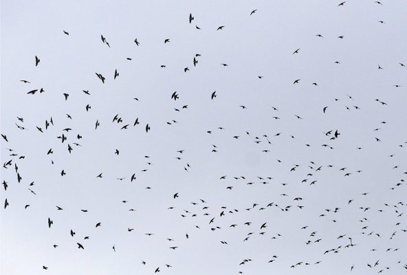 Murmuration birds starling sky flock, postcard